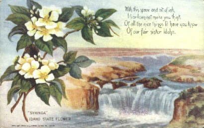פרח המדינה, גלויה של איידהו